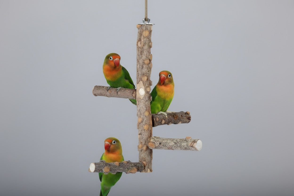 Bird Perch Nature Wood Stand for 3-4Pcs Small Medium Parrots (S)