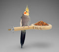 Bird Perch Bird Feeding Cup Parrot Wood Perch Stand Toy Bird Cage Accessory for Parakeet Lovebird Conure Budgie Canary Finch Small Parrots